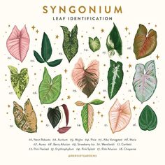 a poster with different types of leaves on it