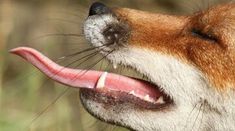 a close up of a dog with its mouth open