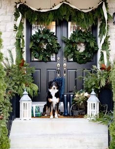 a dog is sitting on the front steps with his owner and christmas wreaths around him