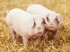 two small pigs standing on top of dry grass