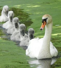 a group of ducks floating on top of green water