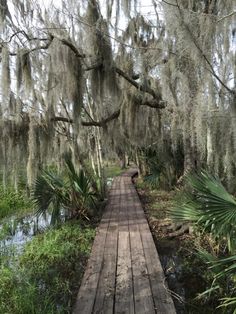 a wooden walkway in the middle of a swampy area with spanish moss hanging from the trees