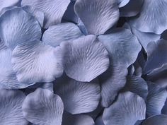 blue flowers with white petals are shown in close up