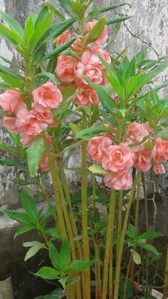 some pink flowers are in a pot on the ground