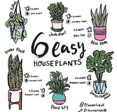 houseplants that are easy to draw