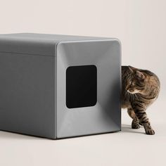 a cat standing next to a gray box