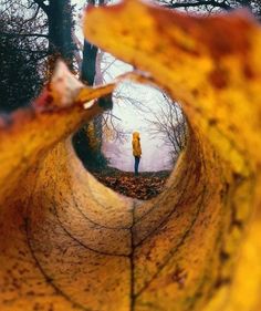 a person standing in the middle of a leaf filled forest with trees and leaves around them