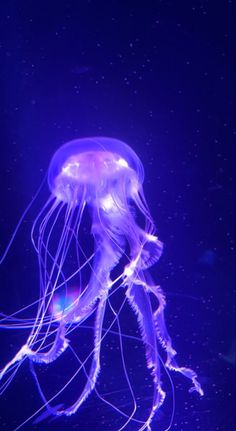 a purple jellyfish swimming in an aquarium