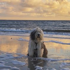 a shaggy haired dog sitting on top of a beach next to the ocean at sunset