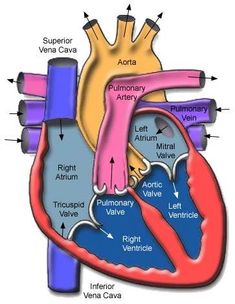 an image of the human heart with valves and ventricals labeled in red, blue, yellow and green