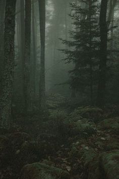 foggy forest with trees and mossy rocks in the foreground, on a dark day