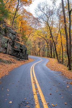 an empty road surrounded by trees with leaves on the ground and rocks in the background