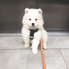 a small white dog sitting on top of a floor next to an orange leash and wearing a black collar