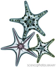 three starfishs are shown on a white background