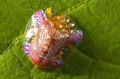 a colorful bug sitting on top of a lush green leaf covered in holographics