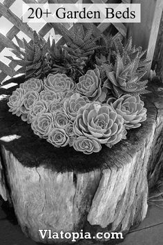 black and white photograph of succulents on tree stump with text overlay reading 20 - garden beds