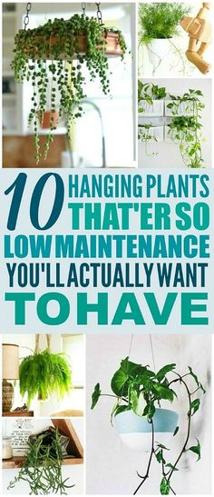 hanging plants that are so low maintenance you'll actually want to have them in your house