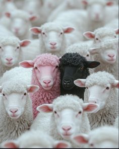 a herd of sheep standing next to each other