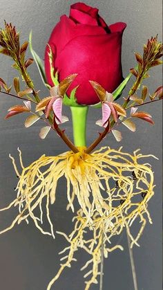 a red rose with roots and flowers in front of a gray background, as if it were cut out from the ground