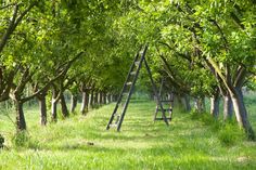 a ladder is in the middle of an apple tree lined path that leads to trees