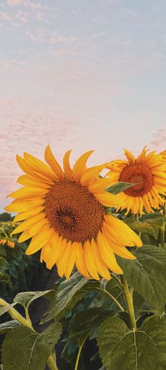 two large sunflowers are in the middle of a field with a sky background