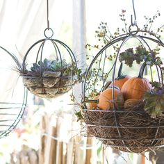 three hanging baskets filled with pumpkins and succulents