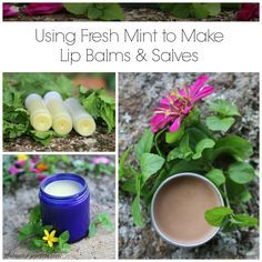 Using Fresh Mint, Balms And Salves, Salve Recipes, Recipes Learn, Herbal Salves, Lip Balm Recipes, Homemade Cosmetics, Living Simply, Diy Lotion