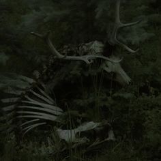 an animal skeleton in the woods with antlers on it