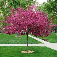 a small tree with pink flowers in the middle of a grassy area next to a sidewalk