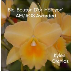 a yellow flower with the words blc button d'or halcyon am / aos awarded