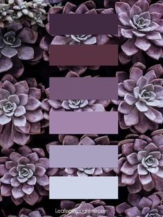 the color scheme is purple and grey with succulents in different colors on it