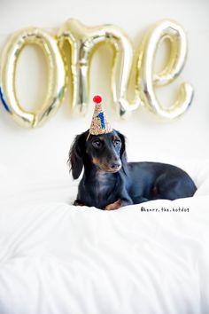 a dachshund dog wearing a birthday hat sitting on a bed with balloons in the background