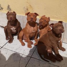 four brown pitbull puppies sitting next to each other on the tile floor