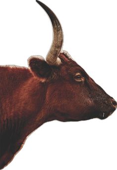 an animal with long horns is shown on a white background