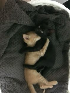 an orange and black cat laying on top of a bed next to a gray blanket