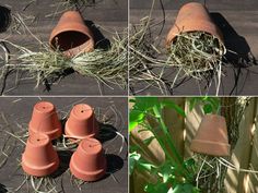 four different shots of birds nesting in clay pots and straw on the ground, with one bird eating from it's nest