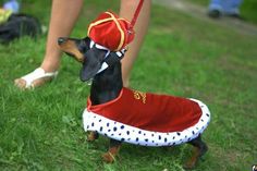 a dachshund dressed in a red and white outfit