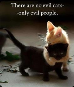 there are no evil cats - only evil people cat pictures, animal pictures, funny animals, cute kittens, kitty memes, i love you, black and orange, person, pet, all