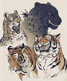 three different types of tigers and one is growling