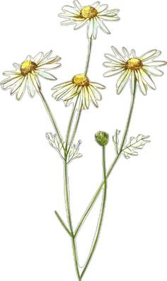 three daisies are shown on a white background