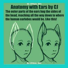 an image of two cartoon cats with caption that reads anatomy with ears by cj the outer parts of the ears hug the sides of the head, reaching all the way down to where the human ear