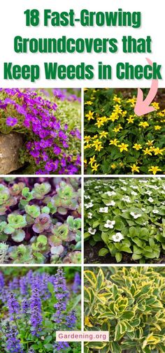 18 Fast-Growing Groundcovers that Keep Weeds in Check Ground Cover For Rock Garden, Geranium Ground Cover, Ground Cover Flowers Perennials, Rosemary Ground Cover, Ground Cover That Chokes Out Weeds, Groundcover Landscaping, Fast Growing Ground Cover, Ground Cover Flowers, Types Of Weeds