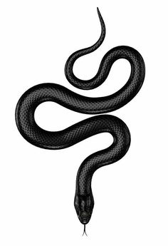 a black snake on a white background