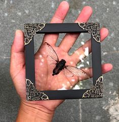 a hand holding a small black and brown insect in it's left side frame