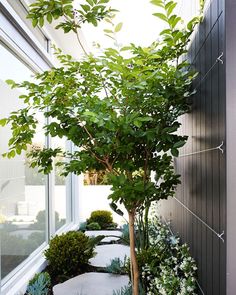 an outdoor garden with plants and stepping stones