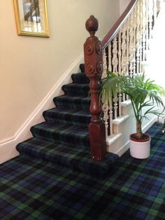 a blue carpeted stair case with potted plants next to it