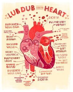 a diagram of the human heart