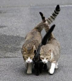 two cats playing with each other on the street