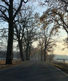 an empty street lined with trees in the fall