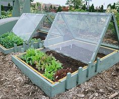 an outdoor garden with various plants growing in the ground and on top of each other